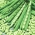 Trpasličí francouzská fazole "Mona" - odrůda typu flageolet - Phaseolus vulgaris L. - semena