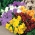 Kyšulio pūlingas - veislės mišinys - 270 sėklų - Viola cornuta - sėklos