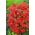 Einjähriger Phlox - rote Blüten; Sommer-Phlox, Einjährige Flammenblume 