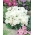 白色Godetia种子 -  Godetia grandiflora  -  1500种子 - 種子