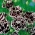 フェインボーピンクの「キャンティ」。チャイナピンク -  110種子 - Dianthus chinensis - シーズ