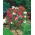 גן ביתי - אפונה מתוקה "Knee-Hi" - לטיפוח פנים ומרפסת - 60 זרעים - Lathyrus odoratus