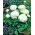 Pryskyřník, Buttercup Biela - 10 kvetinové cibule - Ranunculus