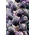 紫色抱子甘蓝种子 - 芸苔convar。甘蓝gemmifera  -  96粒种子 - Brassica oleracea var. gemmifera - 種子