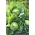 Bílé zelí "Amager kurzstrunkig" - pozdní odrůda - 480 semen - Brassica oleracea convar. capitata var. alba - semena