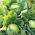 Belo zelje "Amager kurzstrunkig" - pozna sorta - 480 semen - Brassica oleracea convar. capitata var. alba - semena