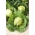 Biela kapusta "Fantasia" - na obaly a poľné pestovanie - COATED SEEDS - 100 semien - Brassica oleracea convar. capitata var. alba - semená