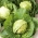 白キャベツ「Fantasia」 - カバーと野外栽培 - 100 シーズ - Brassica oleracea convar. capitata var. alba