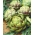 Alcachofra - Vert De Provence - 20 sementes - Cynara scolymus