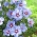 Kerti mályvacserje - Hibiscus syriacus - magok