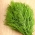 Krapas – Turquoise - 2800 sėklos - Anethum graveolens L.