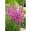 Пурпурна тръстика, шипова пухкава, лилава литрум - 11500 семена - 