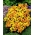 Semi di Siberian Wallflower - Erisimum allionii - Erysimum x marshalli