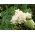 Graines de Lilas Japonais - Syringa reticulata