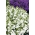 Lobelia de borda branca; lobelia de jardim, lobelia à direita - Lobelia erinus