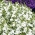 सफेद किनारा लोबेलिया; बाग़ लोबेलिया, ट्रेलिंग लोबेलिया - 3200 बीज - 