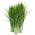 BIO Chives "Orta yaprak" - sertifikalı organik tohumlar - 