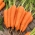 Морковь - Askona F1 - 4250 семена - Daucus carota ssp. sativus
