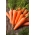 Морква "Доланка" - пізній сорт - 4250 насіння - Daucus carota ssp. sativus 