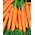 Морков "Ягна" - средно ранен сорт - 4250 семена - Daucus carota ssp. sativus 