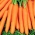 Морква "Ягна" - середній ранній сорт - 4250 насінин - Daucus carota ssp. sativus  - насіння