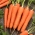 Морква "Кінга" - ранній сорт - 5100 насіння - Daucus carota ssp. sativus 