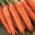 Carrot "Nantes Amelioree 2 - Tam Tam" - early variety