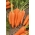胡萝卜辣调味汁F1种子 - 胡萝卜属carota  -  4250种子 - Daucus carota ssp. sativus  - 種子