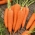 गाजर सालसा एफ 1 बीज - ड्यूकस कैर्टा - 4250 बीज - 