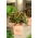 Мини Гарден - Зелена салата за резано лишће - црвена, зарезана сорта - за узгој балкона и тераса -  Lactuca sativa var. Foliosa - семе