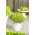 Mini Garden - salată verde - pentru cultivarea balconului și a terasei -  Lactuca sativa var. Foliosa - semințe