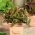 Міні Сад - Салат для зрізаних листя - червоний, завитий сорт - для культивування балконів і терасів -  Lactuca sativa var. Foliosa - насіння