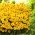 Coreopsis dataran "Złoty Karzeł"; biji taman, biji emas, calliopsis - 