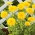 Pot marigold "Santana"; ruddles, marigold biasa, Scotch marigold - Calendula officinalis - benih