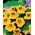 nasturtium باغ "بانوی پرنده"، کرت هندی، کلاه خیمه - تنوع کم رشد - 40 دانه - Trapaeolum majus nanum