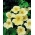 Garden nasturtium "Milkmaid"; Indian cress, monks cress - tall variety - 40 seeds