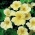nasturtium باغ "Milkmaid"؛ Cress هندی، راهب ها cress - انواع مختلف - 40 دانه - Tropaeolum majus