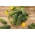 Castravete "Bravo" - pentru cultivare sub capace - seminte de soi premium pentru toata lumea - 20 seminte - Cucumis sativus - semințe