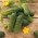 Cucumber "Bravo" - for cultivation under covers - premium variety seeds for everyone - 20 seeds