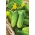 Cucumber "Krak" - field, pickling variety - COATED SEEDS - 50 seeds