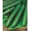 Cucumber "Max" - for under cover cultivation - premium variety seeds for everyone - 10 seeds