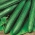 Krastavac "Max" - za uzgoj pod pokrovom - sjemenke premium sorte za svakoga - 10 sjemenki - Cucumis sativus