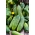 Kumara "Monika" - za pridelavo polj in predorov - 100 semen - 50 semena - Cucumis sativus