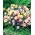 Dwarf Columbine mixed seeds - Aquilegia vulgaris - 700 seeds