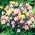 Dwarf Columbine mixed seeds - Aquilegia vulgaris - 700 seeds