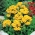 Слиппер Семе цвећа - Цалцеолариа мекицана - Calceolaria mexicana - семе