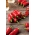 ハラペーニョのコショウ - 赤、非常にホット品種 -  85種子 - Capsicum L. - シーズ