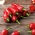 ハラペーニョのコショウ - 赤、非常にホット品種 -  85種子 - Capsicum L. - シーズ