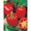 Paprika 'Jolanta' - mittelfrühe Sorte, die große, saftige, rote Früchte hervorbringt