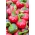 Паприка "Корал" - екстремно врућа сорта која производи округле плодове са украсном вредношћу - 24 семена - Capsicum L.